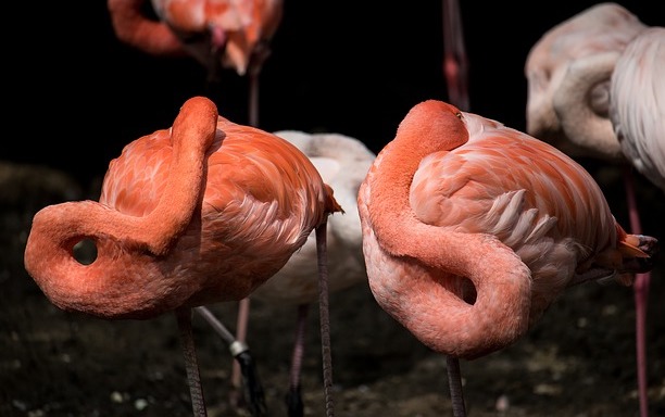 Flamingos hiding their heads